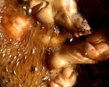 鶏手羽元の梅酒煮作り方4写真
