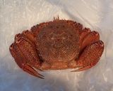 蒸しケガニ作り方1写真