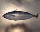 マルソーダの炙り刺し作り方1写真