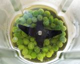 グリーンピースのソース作り方1写真