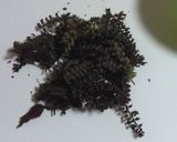シソの実漬け作り方1写真