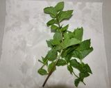 ハーブ香るオリーブオイル作り方4写真