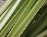 うるいの甘酢漬け(山菜)作り方1写真