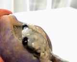 あげびの肉詰め作り方2写真