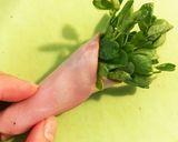 お弁当に＊簡単＊豆苗のハム海苔巻き作り方2写真