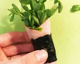 お弁当に＊簡単＊豆苗のハム海苔巻き作り方5写真