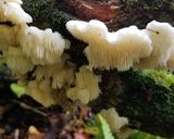 ブナハリタケなど天然多種キノコの混ぜご飯作り方1写真