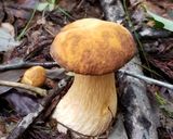 ブナハリタケなど天然多種キノコの混ぜご飯作り方4写真