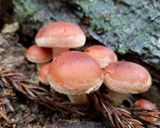 ブナハリタケなど天然多種キノコの混ぜご飯作り方5写真