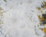 栗の渋皮煮たっぷりのパウンドケーキ作り方7写真