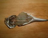 骨までさっくり小あじのから揚げ作り方1写真