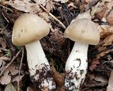 ウラベニホテイシメジ、ワカメ、焼きキノコ作り方1写真