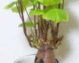 さつまいもに芽が？！そんな時は…！作り方4写真
