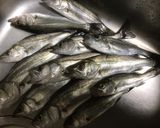 セイゴのフリッター作り方1写真