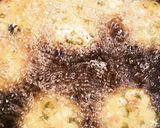 がんも?たこ焼き?★手作りがんもどき作り方5写真