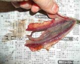 手開き説明付♪ひこいわしのアンチョビ風♪作り方7写真