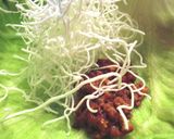 揚げビーフンと肉味噌のレタス包み♪作り方6写真