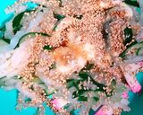 我が家の大根サラダ作り方4写真