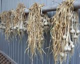 男のニンニクの味噌漬け作り方4写真