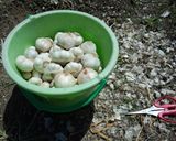 男のニンニクの味噌漬け作り方5写真
