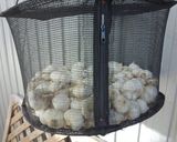 男のニンニクの味噌漬け作り方6写真