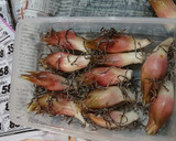 みょうがの漬物作り方3写真