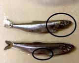 ワカサギ下処理ハサミで楽チン【3】作り方6写真