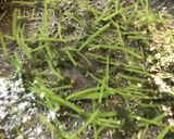 ミズの実の漬物(4人分)作り方1写真