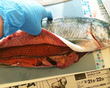 魚屋さん簡単秋鮭捌き方から筋子取り出し方作り方23写真