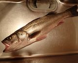 スズキのカマとハラスの塩焼き作り方1写真
