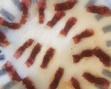 レンチンで作るカリカリベーコン作り方4写真