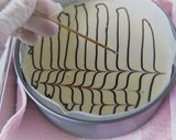 ニューヨークチーズケーキ作り方18写真