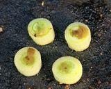 ネギ焼 1cmに切って焼くだけ 超美味い作り方3写真