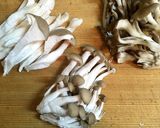 きのこ玉締め作り方1写真