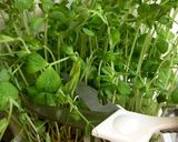 きのこ玉締め作り方7写真