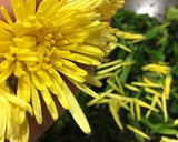 菊とほうれん草のもみ海苔おひたし作り方6写真