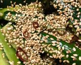 胡瓜の中華前菜作り方5写真