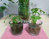 三つ葉の新鮮な保存方法作り方4写真
