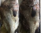 醤油干し(干物)作り方作り方2写真