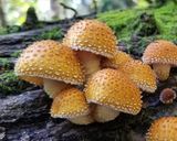 ヌメリスギタケ、塩鮭、おから等ホイル焼き作り方1写真