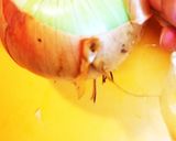 ☆玉ねぎの皮を簡単にむく方法☆作り方3写真