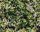 大根菜とじゃこでごはんのおとも作り方5写真