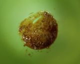 簡単副菜♪さつま芋・蜂蜜マスタード和え作り方2写真