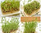 いつも成功!秘密の豆苗再生法 育て方作り方28写真