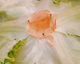 レタス、白菜、キャベツの、長期保存方法！作り方2写真