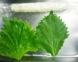 ハンペンの卵巻き作り方1写真