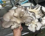 秋の味覚、キノコのバタポン炒め作り方2写真