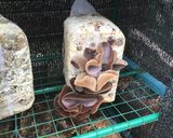 秋の味覚、キノコのバタポン炒め作り方10写真