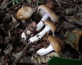 ヌメリササタケと乾燥ワカメの味噌汁作り方1写真
