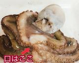 とっても簡単♪旨い生ダコの茹で方作り方2写真